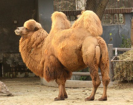 Bactrian camel 