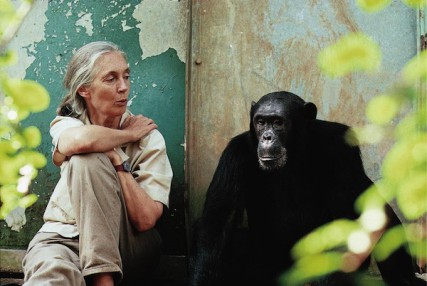 Jane Goodall with Gombe chimpanzee Freud 