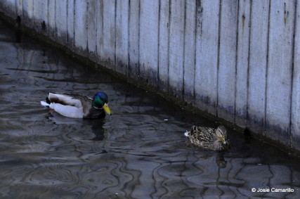 Ducks at Riverfront Park