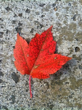 Fall at Whitworth/Josie Camarillo