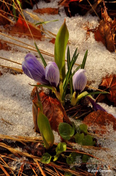 A flower pokes through snow at Whitworth