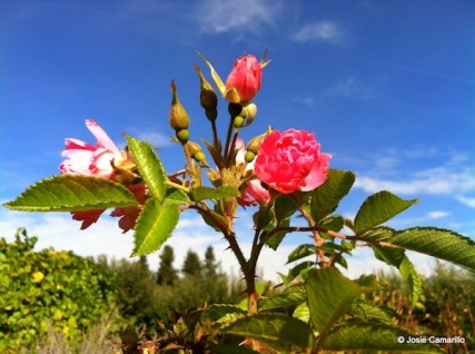 Flowers bloom at Green Bluff in the Fall/Josie Camarillo