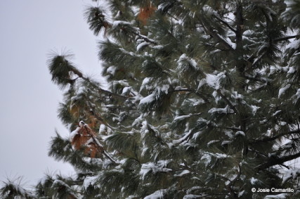 Snowy trees in North Spokane/Josie Camarillo - Spokane Faith & Values