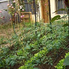 Urban farming near an apartment complex/Wikipedia