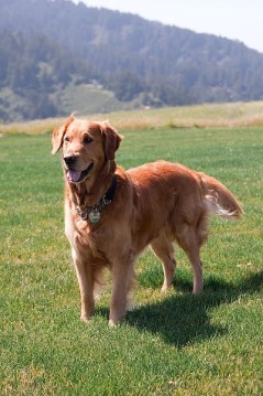 Picture of a male Golden Retriever. AKC registered. Name: Adventurous Gold Dust Boomer. Excellent representative of the breed. 5 years old. Complete health checks. Within weigh brackets of the breed (72 lb). California registered assistance dog (service dog)/Chris Krylov ShreddingTex - Wikipedia