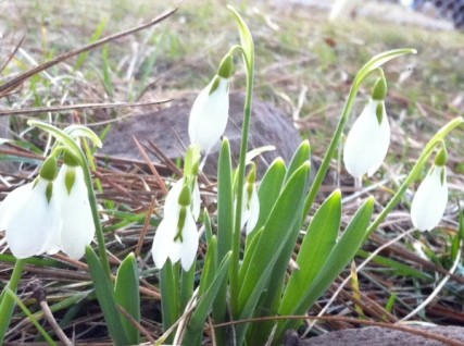 Signs of Spring begin to show in Cheney - Jan Shannon/SpokaneFAVS