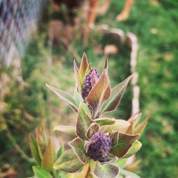 Lilacs begin to bud in Spokane