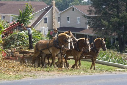 Amish farmer and his son process corn the old fashioned way in Lancaster, Penn. 