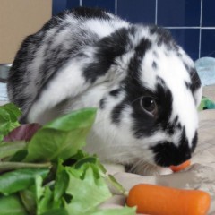 Prudence the rabbit, now about 6 months old, was jammed into a filthy crate and exposed to bitter cold. She is now up for adoption at PETA’s animal shelter in Norfolk, Va. Religion News Service photo by Lauren Markoe